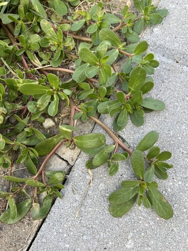 نسب المصنف - غير تجاري 4.0 دولي (CC BY-NC 4.0)- i naturalist.