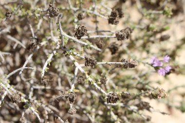 Seeds, August. This photo is available under the Creative Commons CC-BY-NC 4.0.
