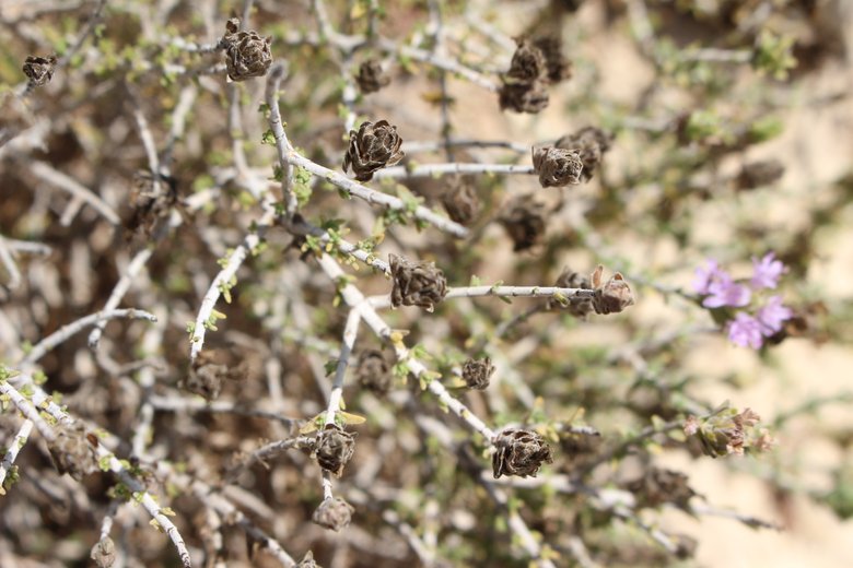 Seeds, August. This photo is available under the Creative Commons CC-BY-NC 4.0.