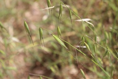 Spikes, May. This photo is available under the Creative Commons CC-BY-NC 4.0 License.