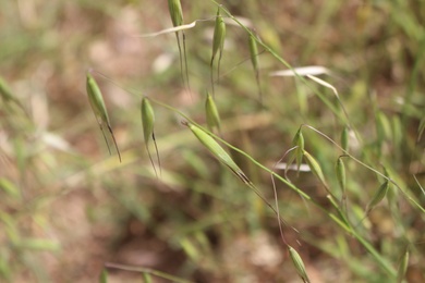 Spikes, May. This photo is available under the Creative Commons CC-BY-NC 4.0 License.