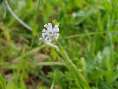 الأزهار، شهر شباط. هذه الصورة مرخصة تحت المشاع الاٍبداعي نسب المصنف - غير تجاري 4.0