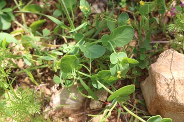 الأزهار و الأوراق، شهر نيسان. هذه الصورة مرخصة تحت المشاع الإبداعي نسب المصنف - غير تجاري 4.0