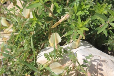 Flower & Leaves, February. This photo is available under the Creative Commons CC-BY-NC 4.0.
