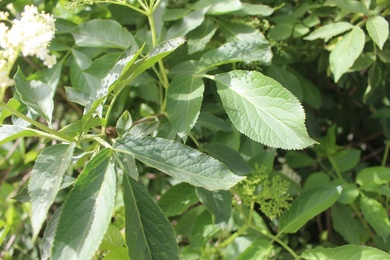 Leaves, April. This photo is available under the Creative Commons CC-BY-NC 4.0 License.