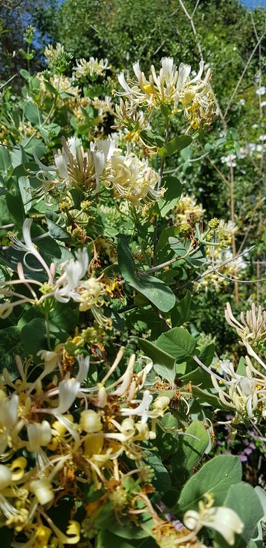 الأزهار، شهر أيار. هذه الصورة مرخصة تحت المشاع الإبداعي نسب المصنف - غير تجاري 4.0