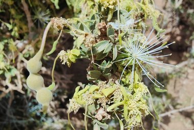 نسب المصنف - غير تجاري 4.0 دولي (CC BY-NC 4.0)- i naturalist.