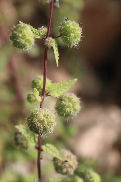 Flowers & Leaves, April. This photo is available under the Creative Commons CC-BY-NC 4.0 License.