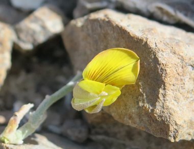 نسب المصنف - غير تجاري 4.0 دولي (CC BY-NC 4.0)- i naturalist.