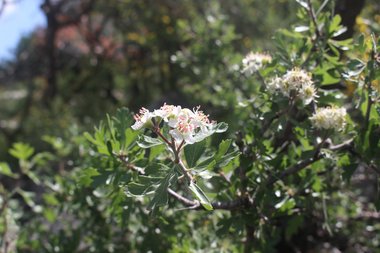 الأزهار و الأوراق، شهر نيسان. هذه الصورة مرخصة تحت المشاع الإبداعي نسب المصنف - غير تجاري 4.