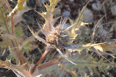 الزهرة  والأوراق، شهر آذار. هذه الصورة مرخصة تحت المشاع الإبداعي نسب المصنف - غير تجاري 4.0