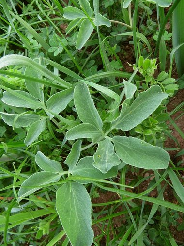 نسب المصنف - غير تجاري 4.0 دولي (CC BY-NC 4.0)- i naturalist.