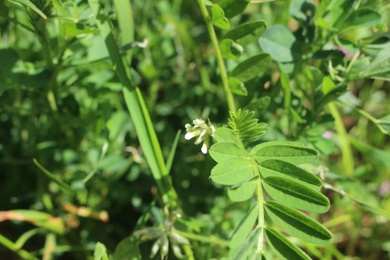 Flower & Leaves, April. This photo is available under the Creative Commons CC-BY-NC 4.0.