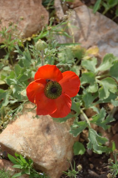 الأزهار، شهر آذار. هذه الصورة مرخصة تحت المشاع الاٍبداعي نسب المصنف - غير تجاري 4.0