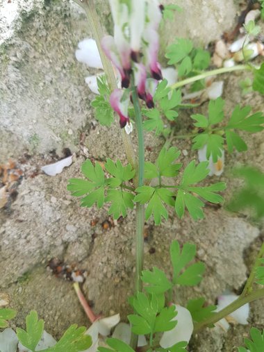 الأوراق، شهر آذار. هذه الصورة مرخصة تحت المشاع الاٍبداعي نسب المصنف - غير تجاري 4.0