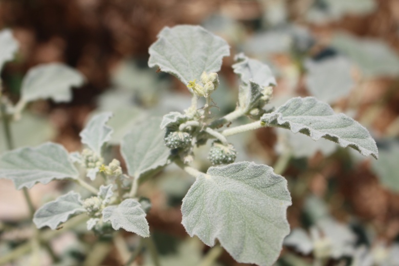 Flowers & Leaves, July. This photo is available under the Creative Commons CC-BY-NC 4.0 License.