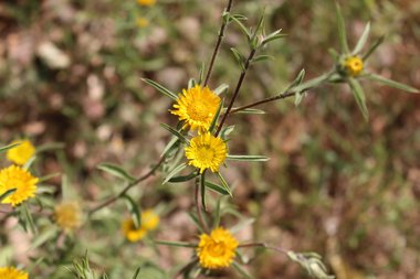 الأزهار، شهر نيسان. هذه الصورة مرخصة تحت المشاع الاٍبداعي نسب المصنف - غير تجاري 4.0