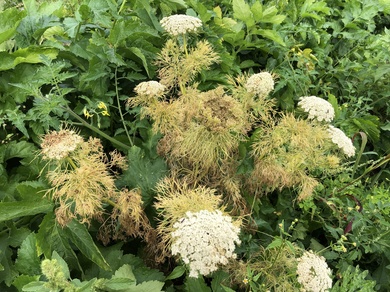 Via inaturalist. Licensed under Attribution-NonCommercial 4.0.International.