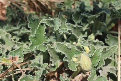Leaves, July. This photo is available under the Creative Commons CC-BY-NC 4.0 License.