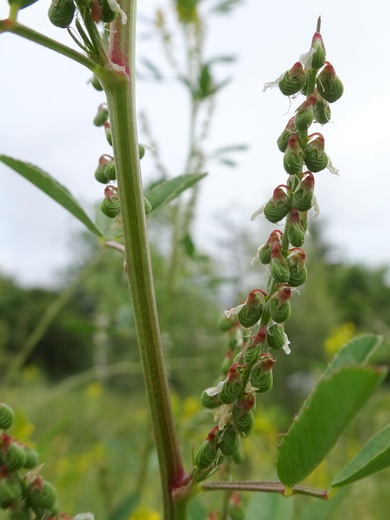 Via inaturalist. Licensed under Attribution-NonCommercial 4.0.International.