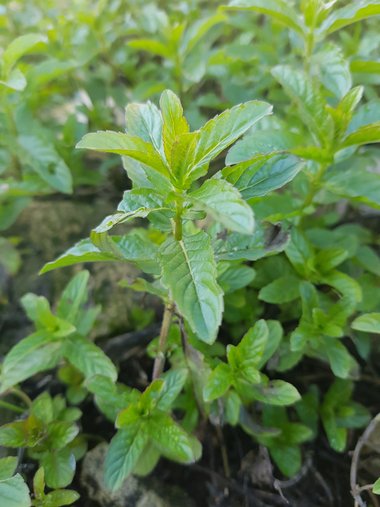 Leaves, January. This photo is available under the Creative Commons CC-BY-NC 4.0.