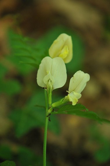 نسب المصنف - غير تجاري 4.0 دولي (CC BY-NC 4.0)- i naturalist.