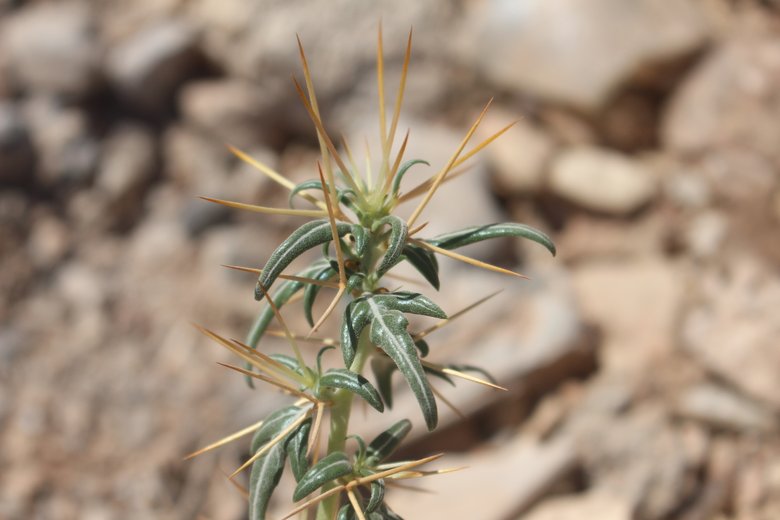 Leaves, July. This photo is available under the Creative Commons CC-BY-NC 4.0 License.