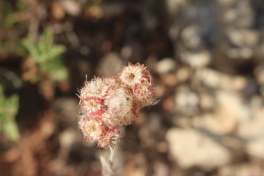 Seed Heads, June. This photo is available under the Creative Commons CC-BY-NC 4.0 License.