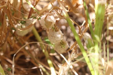 راس البذرة، شهر نيسان. هذه الصورة مرخصة تحت المشاع الإبداعي نسب المصنف - غير تجاري 4.0