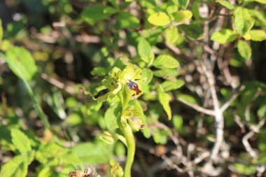 صورة عامة، شهر آذار. هذه الصورة مرخصة تحت المشاع الاٍبداعي نسب المصنف - غير تجاري 4.0