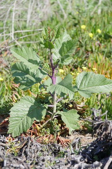 نسب المصنف - غير تجاري 4.0 دولي (CC BY-NC 4.0)- i naturalist.