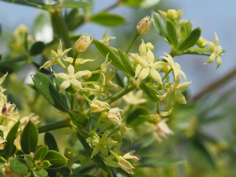 نسب المصنف - غير تجاري 4.0 دولي (CC BY-NC 4.0)- i naturalist.