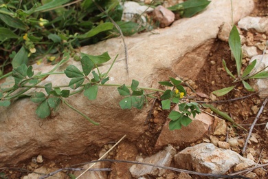 Flower & Leaves, March. This photo is available under the Creative Commons CC-BY-NC 4.0 License.