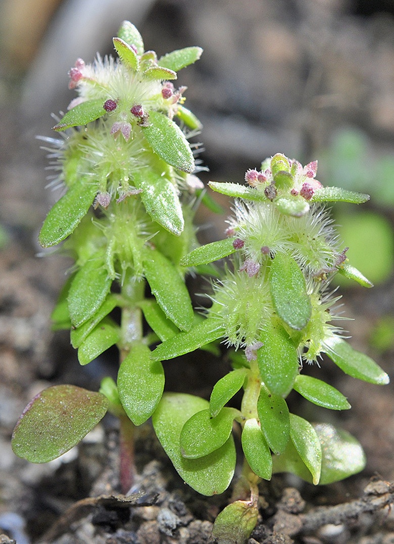 Via inaturalist. Licensed under Attribution-NonCommercial 4.0.International.