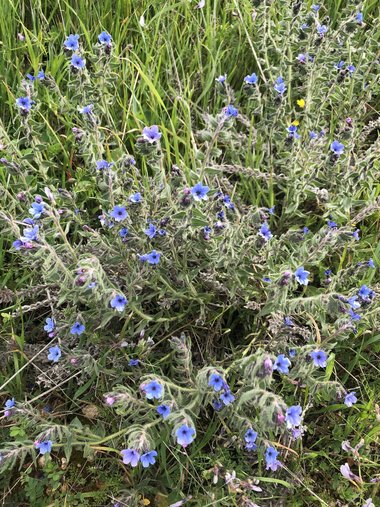 نسب المصنف - غير تجاري 4.0 دولي (CC BY-NC 4.0)- i naturalist.