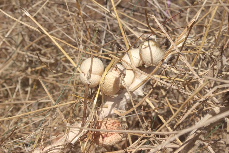 الثمار، شهر آب. هذه الصورة مرخصة تحت المشاع الإبداعي نسب المصنف - غير تجاري 4.0