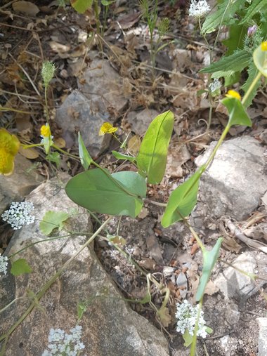 الأوراق، شهر أيار. هذه الصورة مرخصة تحت المشاع الاٍبداعي نسب المصنف - غير تجاري 4.0