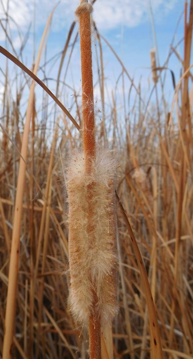 نسب المصنف - غير تجاري 4.0 دولي (CC BY-NC 4.0)- i naturalist.