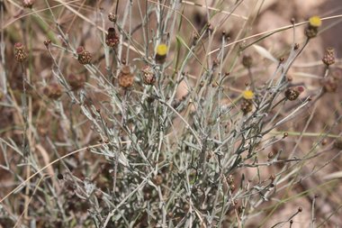 الأزهار والأوراق، شهر أيار. هذه الصورة مرخصة تحت المشاع الاٍبداعي نسب المصنف - غير تجاري 4.0