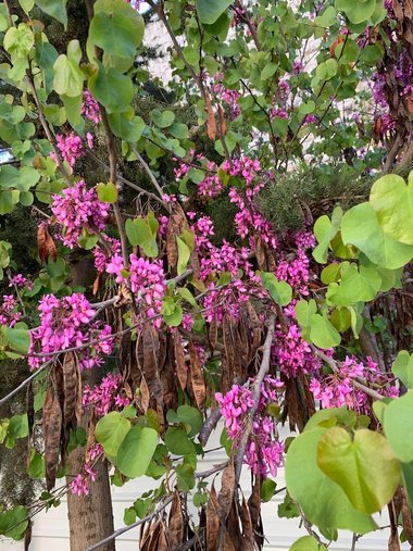 Flowers and Seed Pods, April. This photo is available under the Creative Commons CC-BY-NC 4.0.