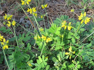 نسب المصنف - غير تجاري 4.0 دولي (CC BY-NC 4.0)- i naturalist.