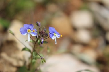 الأزهار، شهر آذار. هذه الصورة مرخصة تحت المشاع الإبداعي نسب المصنف - غير تجاري 4.0