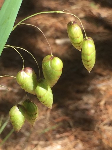 نسب المصنف - غير تجاري 4.0 دولي (CC BY-NC 4.0)- i naturalist.