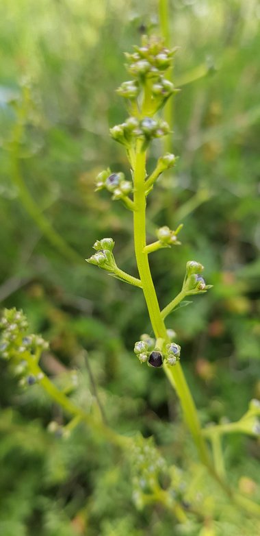 الأزهار، شهر نيسان. هذه الصورة مرخصة تحت المشاع الاٍبداعي نسب المصنف - غير تجاري 4.0