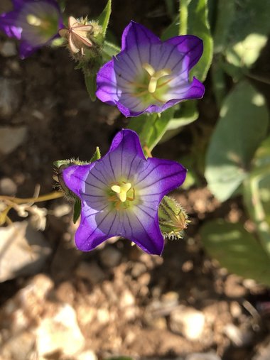 الأزهار، شهر أيار. هذه الصورة مرخصة تحت المشاع الإبداعي نسب المصنف - غير تجاري 4.0