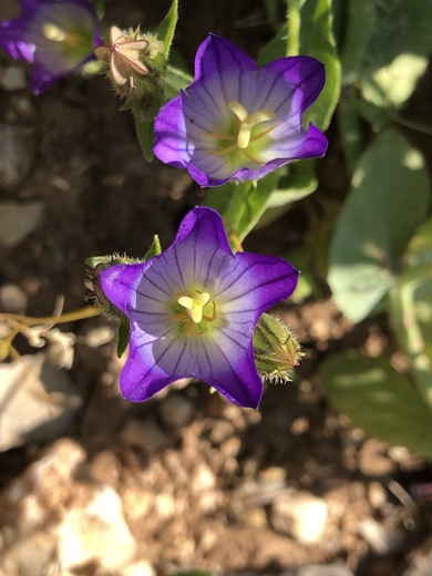 Flowers, May. This photo is available under the Creative Commons CC-BY-NC 4.0 License.