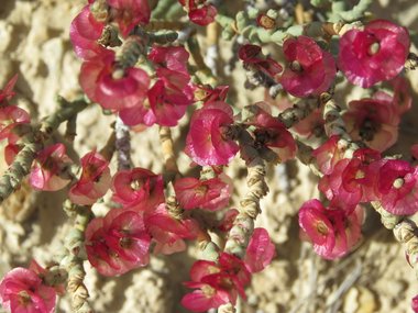 نسب المصنف - غير تجاري 4.0 دولي (CC BY-NC 4.0)- i naturalist.