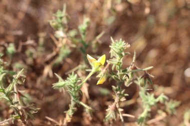 الأزهار والأوراق، شهر تشرين الأول. هذه الصورة مرخصة تحت المشاع الإبداعي نسب المصنف - غير تجاري 4.0