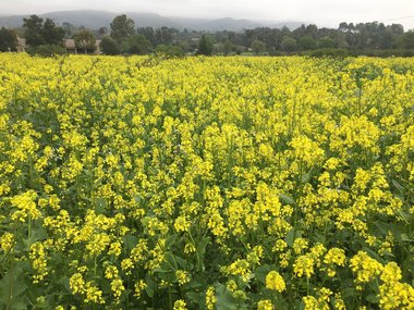 نسب المصنف - غير تجاري 4.0 دولي (CC BY-NC 4.0)- i naturalist.