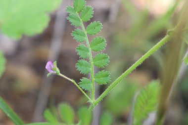 الزهرة و الأوراق، شهر نيسان. هذه الصورة مرخصة تحت المشاع الاٍبداعي نسب المصنف - غير تجاري 4.0